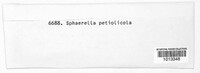 Sphaerella petiolicola image